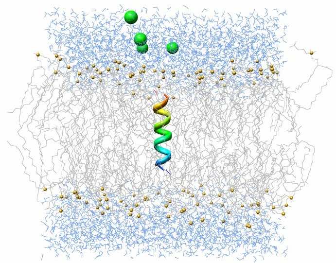 タンパク質が埋め込まれた DPPC 膜を使用した同様の分子動力学シミュレーションの視覚化。 (画像提供：ジャスティン・レムクル)